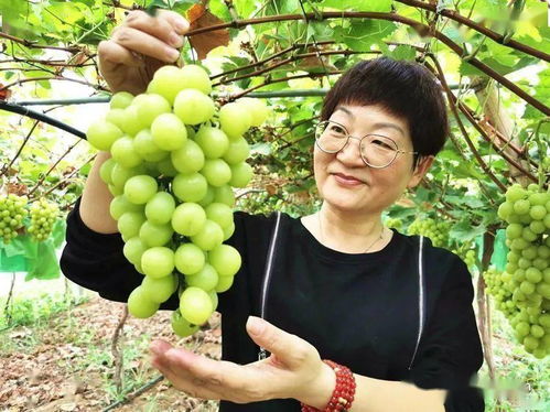 襄州培優(yōu)培厚農(nóng)業(yè)土壤，推進(jìn)農(nóng)業(yè)高質(zhì)量發(fā)展助力谷物銷售提升